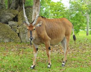 Eland