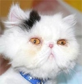 persian cat persian cat