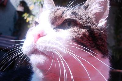 Charlie - he has/had high blood pressure which he gets/got daily tablets for. He is/was partly blind - photo Mandy (Flickr) Charlie - he has/had high blood pressure which he gets/got daily tablets for. He is/was partly blind - photo Mandy (Flickr)