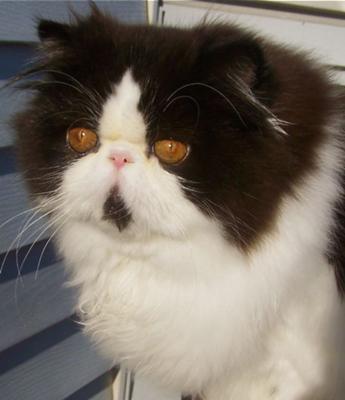 Cute Looking Persian Cat Cute Looking Persian Cat