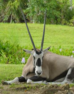 Gemsbok