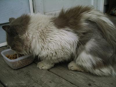 Matted cat fur on what seems to be an indoor/outdoor cat - photo by Jodi Green Matted cat fur on what seems to be an indoor/outdoor cat - photo by Jodi Green