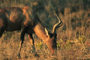 Hartebeest