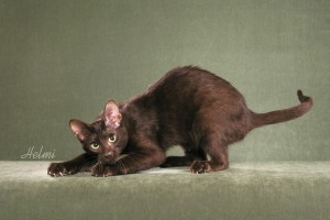 Havana Brown cat semi-foreign body shape