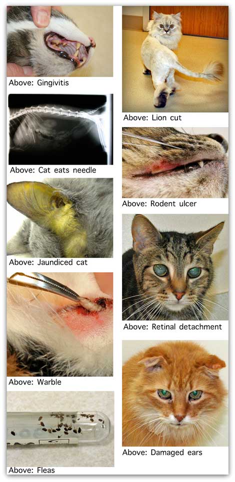 cat health