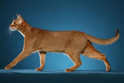 RW QGC Alexy Braeside Candytuft of Aksum - This photo is protected by copyright. RW QGC Alexy Braeside Candytuft of Aksum - This photo is protected by copyright.