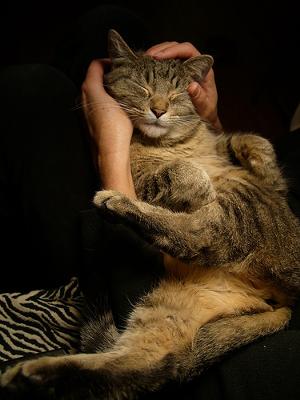 Calm Cat - Photo by Ernesto De Quesada (Flickr) Calm Cat - Photo by Ernesto De Quesada (Flickr)