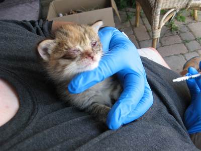 ill kitten