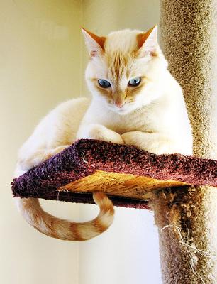 Cat indoors on a man made cat tree - photo by dacotahsgirl (Flickr) Cat indoors on a man made cat tree - photo by dacotahsgirl (Flickr)
