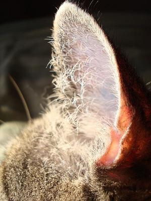 The super mobile cat ear - photo by Wombatunderground1 (Flickr) The super mobile cat ear - photo by Wombatunderground1 (Flickr)