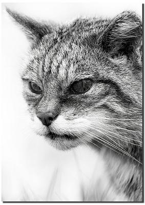 Scottish Wild cat - Photo by gnasheruk Scottish Wild cat - Photo by gnasheruk