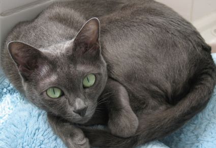 Korat Cat