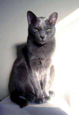 Korat cat - pictures of cats