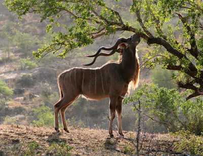 Kudu