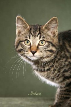 copyright Helmi Flick kurilian bobtail