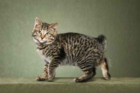 kurilian bobtail