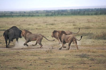 Lions and buffalo