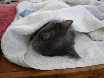 Zonked female cat at spay and neuter clinic - Photo by Average Jane (Flickr) Zonked female cat at spay and neuter clinic - Photo by Average Jane (Flickr)