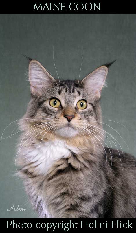Maine Coon cat