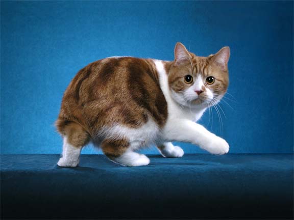 manx cat