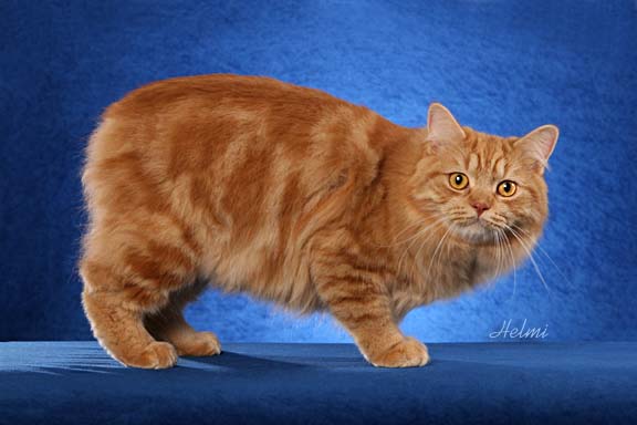 manx cat