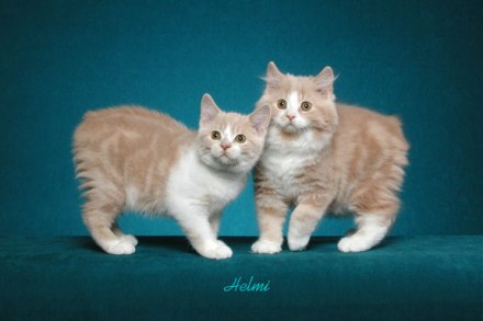 manx cat