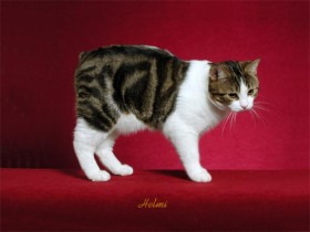 manx cat Manx cat