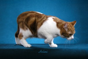 Manx Cat cobby body shape