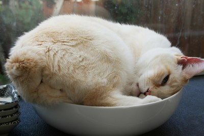 manx cat siamese cat cross