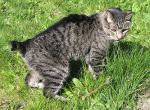 manx cat