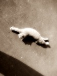 manx cat