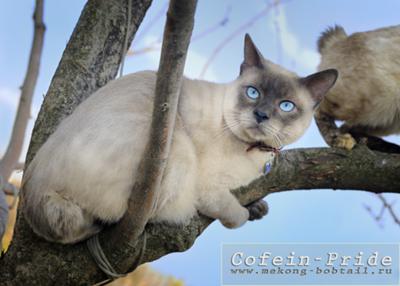 Mekong bobtail Cofein, blue point, cattery Cofein Pride Mekong bobtail Cofein, blue point, cattery Cofein Pride