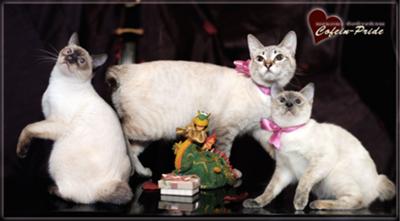 Mekong bobtail cats: chocolite point, seal tabby point, blue cream torty point. Cofein Pride cattery Mekong bobtail cats: chocolite point, seal tabby point, blue cream torty point. Cofein Pride cattery