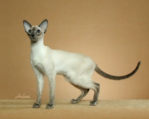 Modern Siamese oriental body shape
