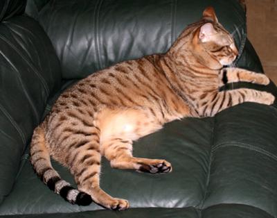 Mokave's King Yuma at 15 months of age. Photo copyright Nora Scolin. Mokave's King Yuma at 15 months of age. Photo copyright Nora Scolin.