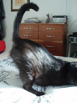 Charlie just after being stroked down his back! His back is very strong to compensate for having only 3 legs Charlie just after being stroked down his back! His back is very strong to compensate for having only 3 legs