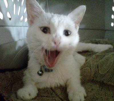 Annabelle on pain meds Annabelle on pain meds