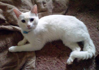 My beautiful Annabelle My beautiful Annabelle