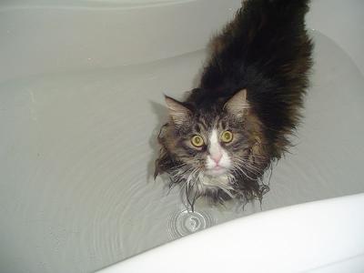 Maine Coon in water - photo added by Michael (Admin) - photo by navvywavvy (Flickr) Maine Coon in water - photo added by Michael (Admin) - photo by navvywavvy (Flickr)