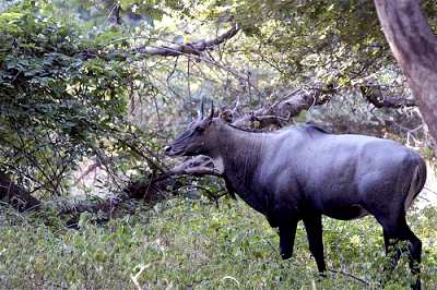Nilgai