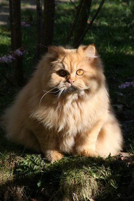 Orange Persian Cat Orange Persian Cat