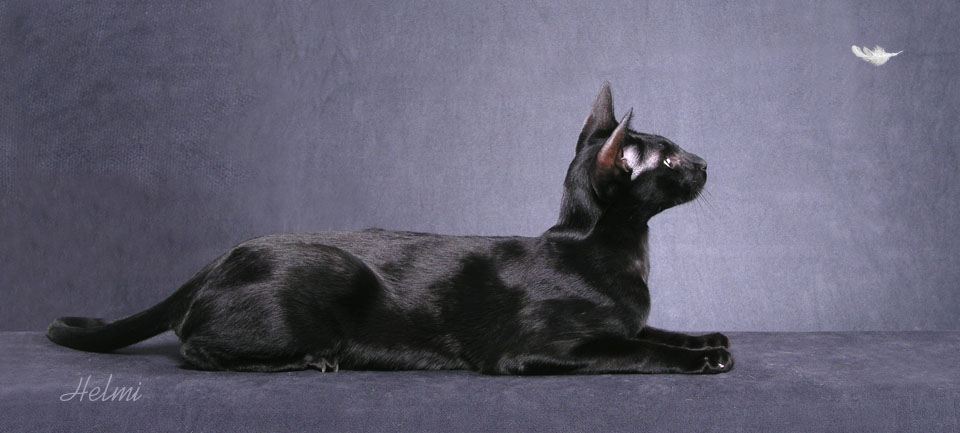 Oriental Shorthair Cat Oriental Shorthair Cat