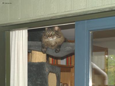 Milly overlookin the garden from her indoor tree Milly overlookin the garden from her indoor tree