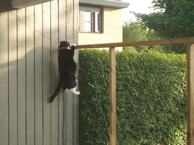 Snow White testing security Snow White testing security