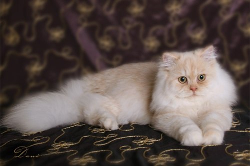 Traditional Persian cat