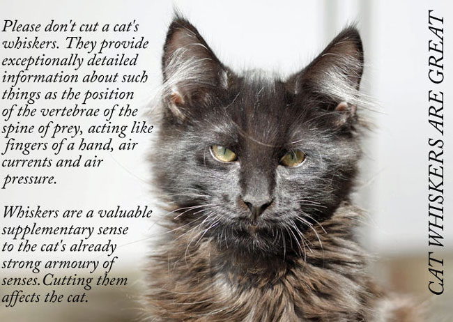 Cat's whiskers picture