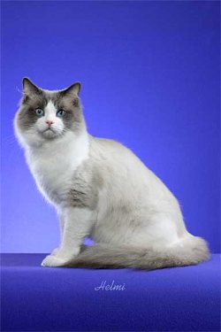 ragdoll cat