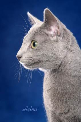 Russian Blue Cat