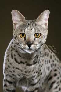 Savannah cat