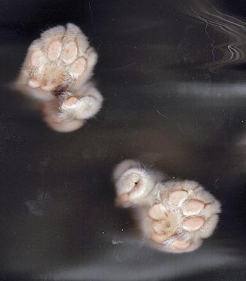 Extra thumbs - photo by fingle (Flickr) Extra thumbs - photo by fingle (Flickr)